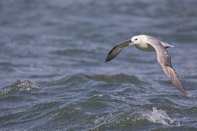 Fulmar. 