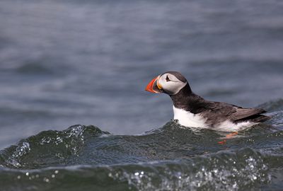 Puffin.