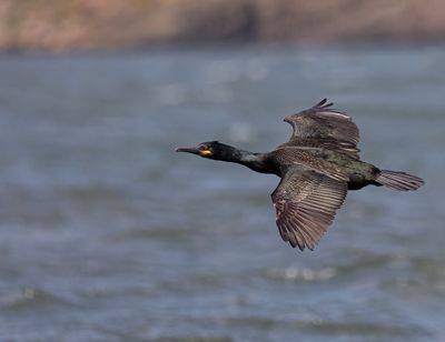 Shag. 