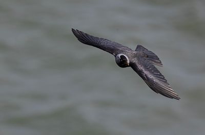 Jackdaw. 