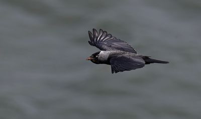 Jackdaw. 