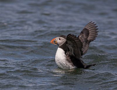 Puffin.