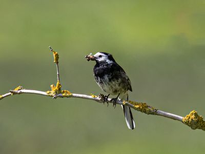 Pied wagtail.
