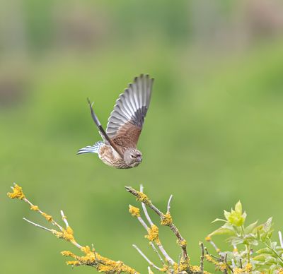 Linnet.