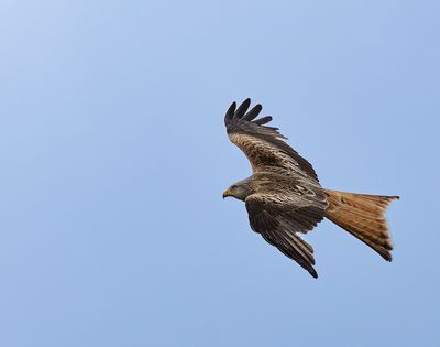 Red Kite.