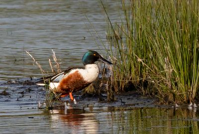 Shoveler. 