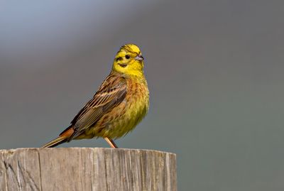 Yellowhammer.