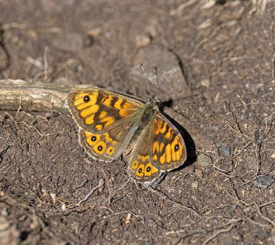 Wall brown butterfly.