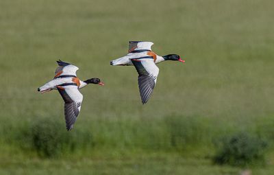 Shelduck. 