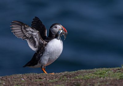 Puffin. 