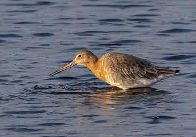 Black-tailed Godwit.