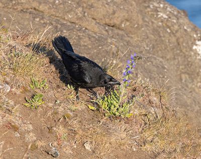 Raven 