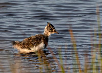 Lapwing chick.