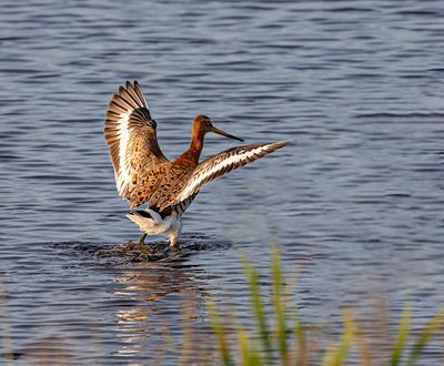 Black-tailed Godwit.