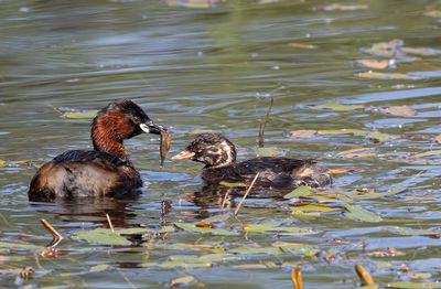 Little Grebe and chick.