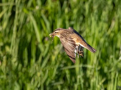 Sedge warbler.