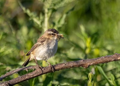 Sedge warbler.