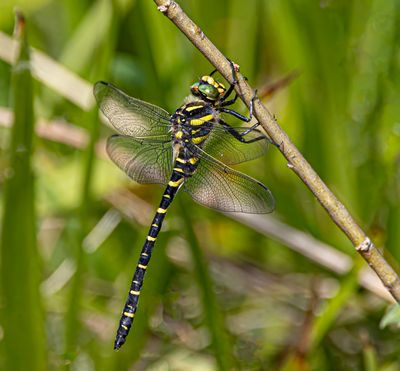 Golden-ringed dragonfly.