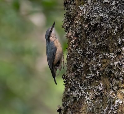 Nuthatch.