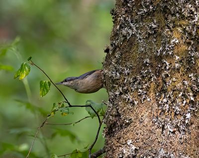Nuthatch.