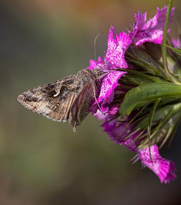 Silver Y moth.
