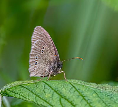 Ringlet. 