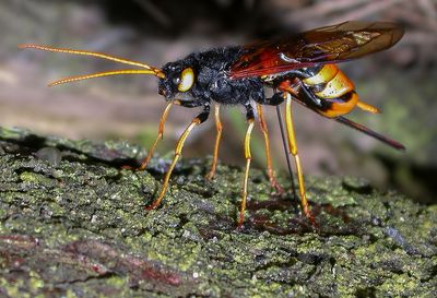 Giant Horntail (sawtail species)