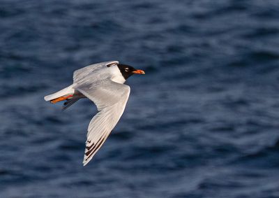 Mediterranean gull