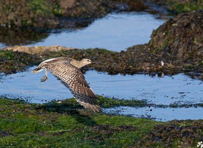 Whimbrel.