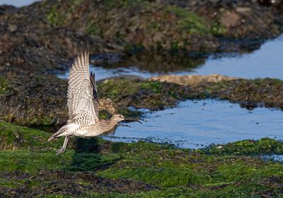 Whimbrel. 