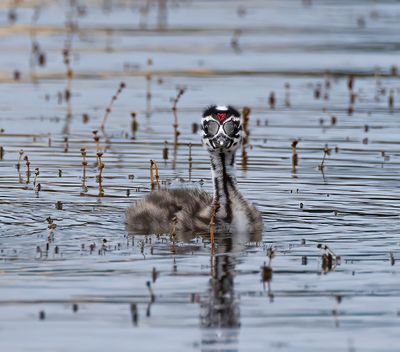 Great-crested grebe. Chick.