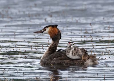 Great-crested grebe.