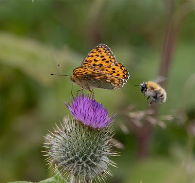 Dark green fritillary with approaching Carder bee.