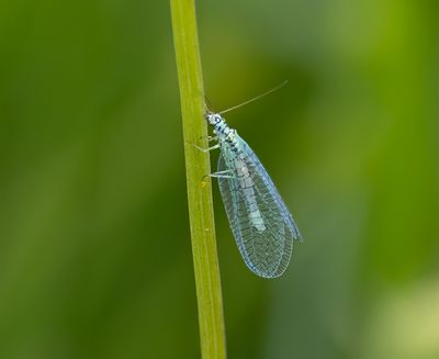 Green Lacewing.
