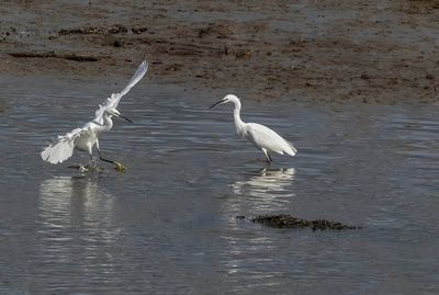 Little egrets.
