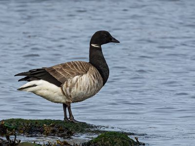 Pale-bellied Brent.