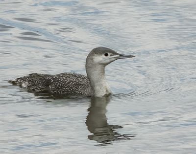 Red throated diver.