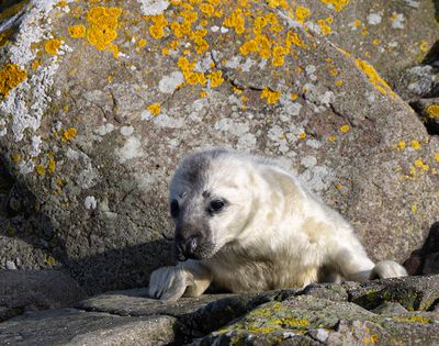 Grey seal pup.