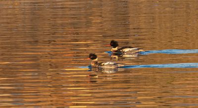 Red-breasted Mergansers.