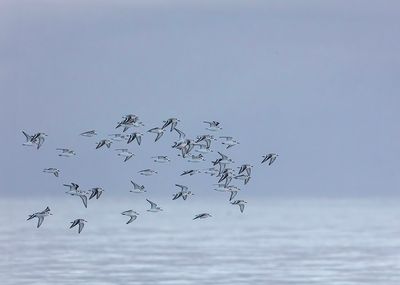 Sanderling. 