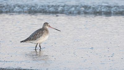 Bar-tailed godwit.