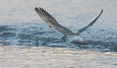 Bar-tailed godwit.