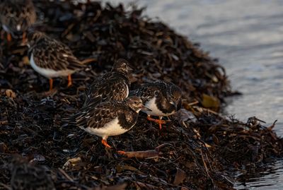 Turnstone.