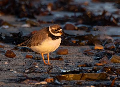 Ringed plover.