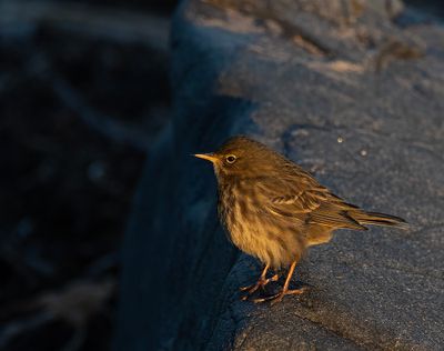 Rock pipit. 