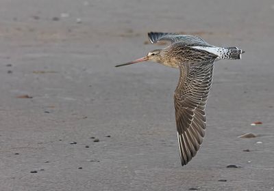 Bar-tailed godwit.