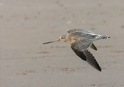Bar-tailed godwit.