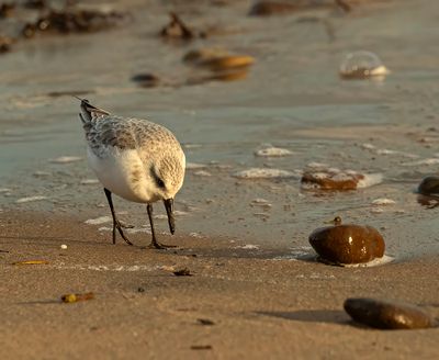 Sanderling 