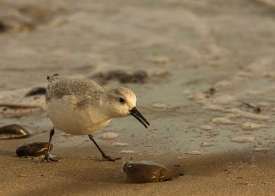 Sanderling.