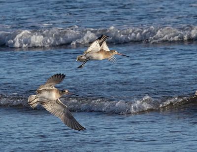 Bar-tailed  godwit.